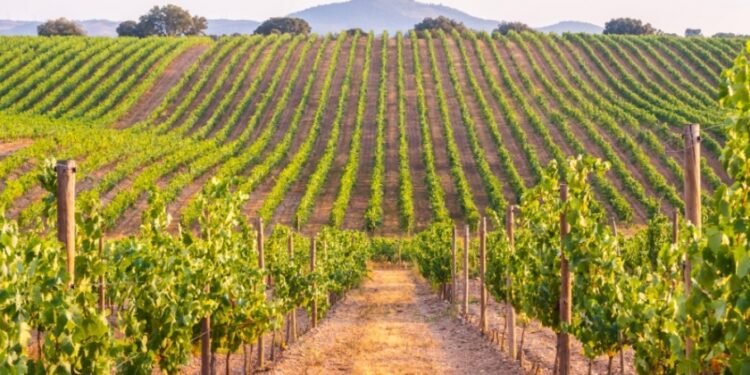 Se viene el II Encuentro Regional del Turismo del Vino