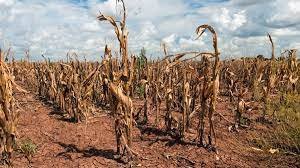 Por la sequía, el mercado recortó su proyección de actividad para el año: cuál es el piso de caída estimado