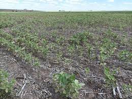 Récord: la Argentina tendrá que importar casi 10 millones de toneladas de soja para suplir las pérdidas de la sequía