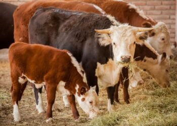 Argentina habilita exportación de ganado en pie tras más de 50 años de restricciones