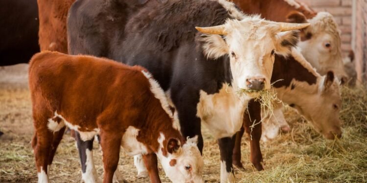 Argentina habilita exportación de ganado en pie tras más de 50 años de restricciones