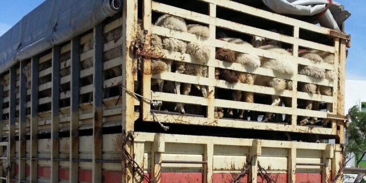 Senasa: nuevas reglas para el transporte de productos animales.