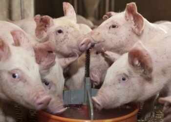 Adiós a Aujeszky: Senasa aprueba estrategia.