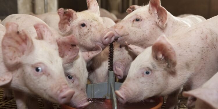 Adiós a Aujeszky: Senasa aprueba estrategia.