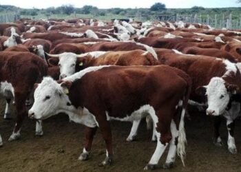 Obligatoria la identificación electrónica de ganado por Senasa.