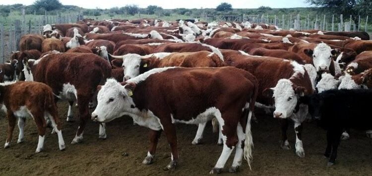 Obligatoria la identificación electrónica de ganado por Senasa.