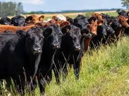 Cobrar por gases bovinos: la propuesta que irrita al campo.