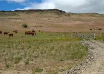 La sequía fuerza la emergencia agropecuaria en Neuquén.