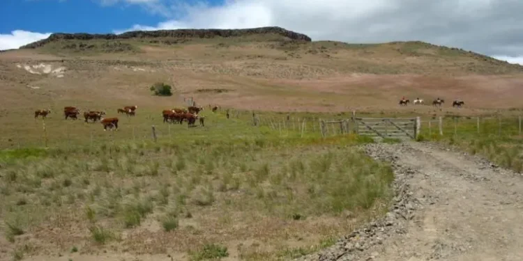 La sequía fuerza la emergencia agropecuaria en Neuquén.