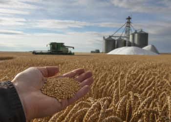 El alza de costos presiona la siembra de trigo en su principal región productiva