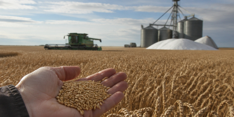 El alza de costos presiona la siembra de trigo en su principal región productiva