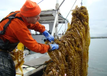 Innovadora siembra marina en Puerto San Julián abre camino a una nueva etapa productiva