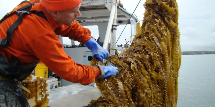 Innovadora siembra marina en Puerto San Julián abre camino a una nueva etapa productiva