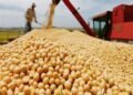 Aumentan las proyecciones de liquidación de divisas del sector agropecuario para 2026: se esperan más de USD 36.000 millones