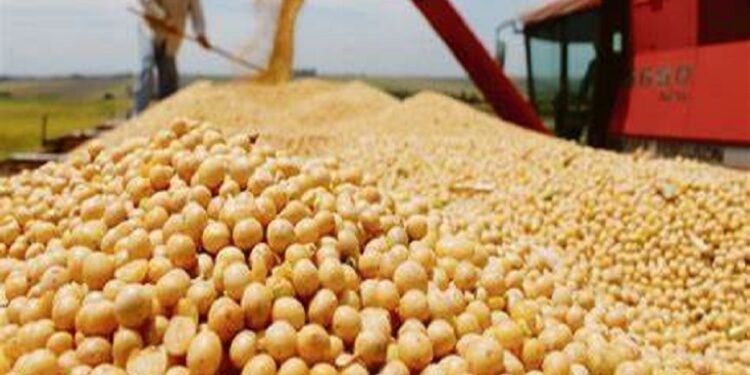 Aumentan las proyecciones de liquidación de divisas del sector agropecuario para 2026: se esperan más de USD 36.000 millones