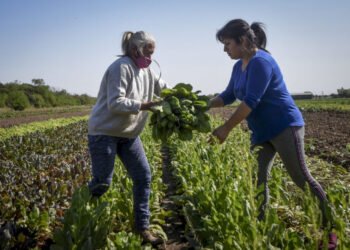 Las mujeres ocupan el 20% de la gestión de campos en Argentina
