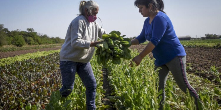 Las mujeres ocupan el 20% de la gestión de campos en Argentina