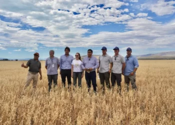 Innovación agrícola en la Patagonia: primera cosecha de trigo y avena cerca del glaciar Perito Moreno