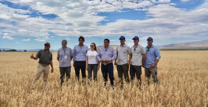 Innovación agrícola en la Patagonia: primera cosecha de trigo y avena cerca del glaciar Perito Moreno