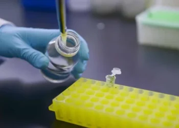Actualización en biotecnología: nuevas pautas para la aprobación de microorganismos genéticamente modificados