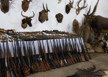 Operativo en Entre Ríos: millonario decomiso de armas y animales disecados en un coto de caza