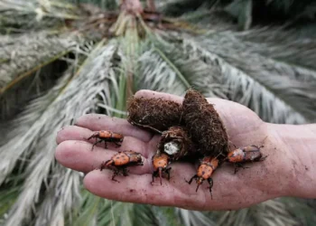 La llegada del picudo rojo genera preocupación en Entre Ríos por la amenaza a sus palmeras emblemáticas