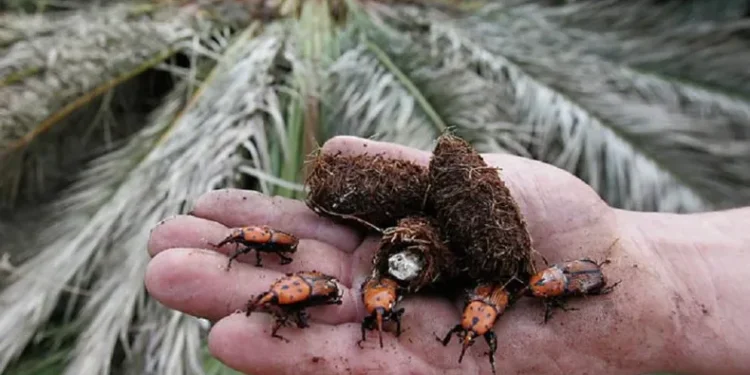 La llegada del picudo rojo genera preocupación en Entre Ríos por la amenaza a sus palmeras emblemáticas