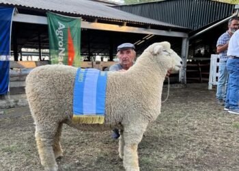 Un carnero de la raza Romney Marsh, el primer ejemplar en la Exposición Rural de Palermo