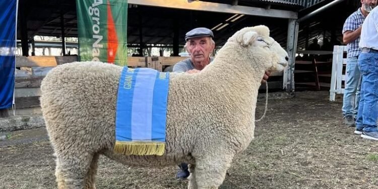 Un carnero de la raza Romney Marsh, el primer ejemplar en la Exposición Rural de Palermo