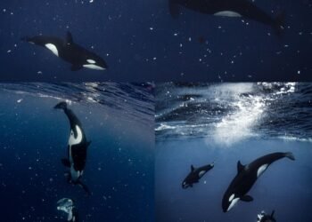 Estrategia de caza: orcas pulverizan peces luna