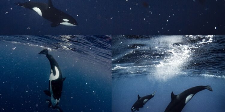 Estrategia de caza: orcas pulverizan peces luna