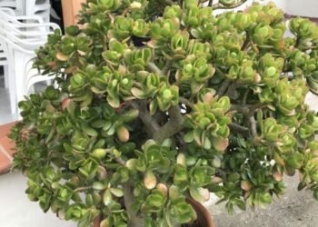 Ubicación ideal del árbol de jade en septiembre para atraer abundancia según el Feng Shui