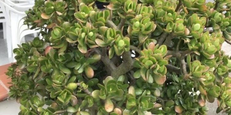 Ubicación ideal del árbol de jade en septiembre para atraer abundancia según el Feng Shui