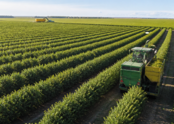 El pistacho en Argentina: un cultivo en expansión que está atrayendo inversiones