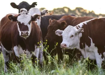 Récord en las exportaciones de carne argentina, alcanzando u$s3.464 millones en 2026