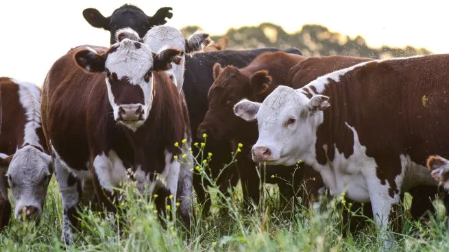 Récord en las exportaciones de carne argentina, alcanzando u$s3.464 millones en 2026