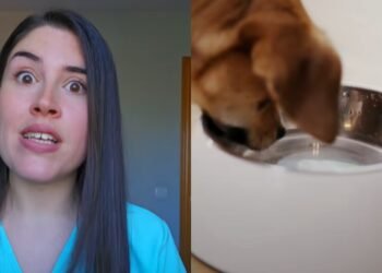 Consejos sobre el caniche toy: características y cuidados esenciales