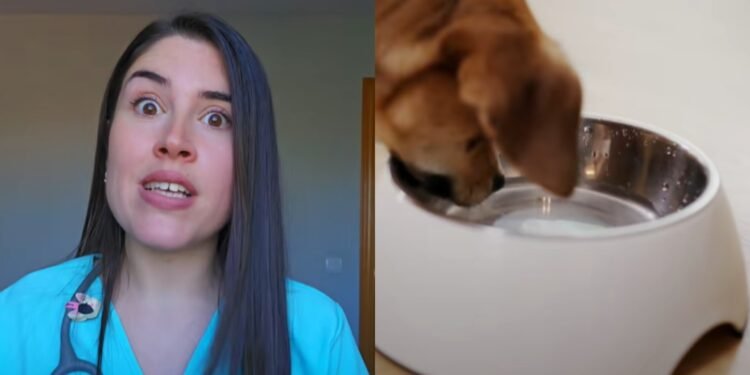 Consejos sobre el caniche toy: características y cuidados esenciales