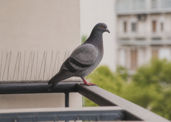 Cómo mantener a las palomas alejadas de tu balcón o patio: consejos de expertos