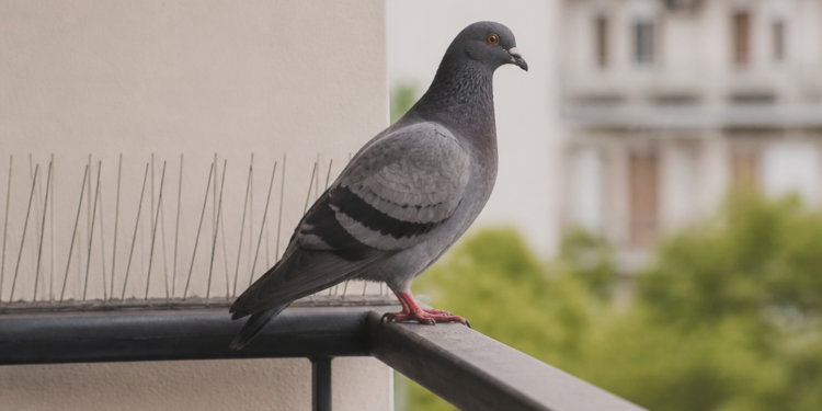 Cómo mantener a las palomas alejadas de tu balcón o patio: consejos de expertos