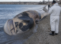 El aumento de ballenas muertas en Puerto Madryn y las medidas adoptadas para su manejo