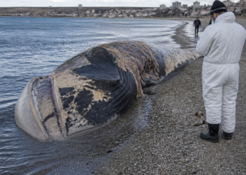 El aumento de ballenas muertas en Puerto Madryn y las medidas adoptadas para su manejo