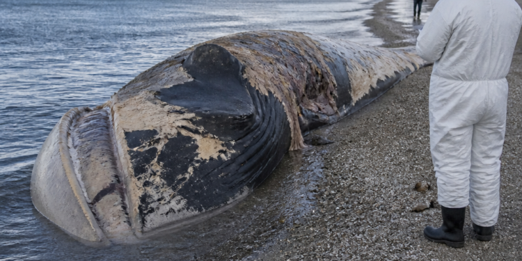 El aumento de ballenas muertas en Puerto Madryn y las medidas adoptadas para su manejo