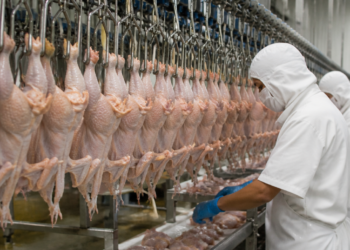 Argentina prohíbe importaciones avícolas de una región de Brasil por brote sanitario
