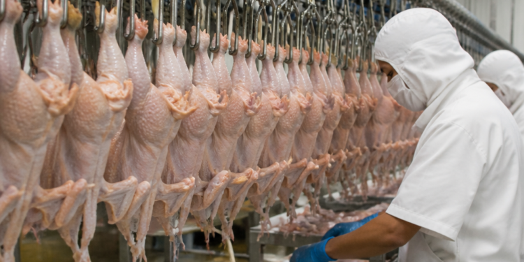 Argentina prohíbe importaciones avícolas de una región de Brasil por brote sanitario