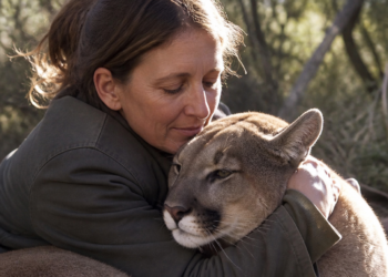 Una vida dedicada a los pumas: la historia de Karina Maschio